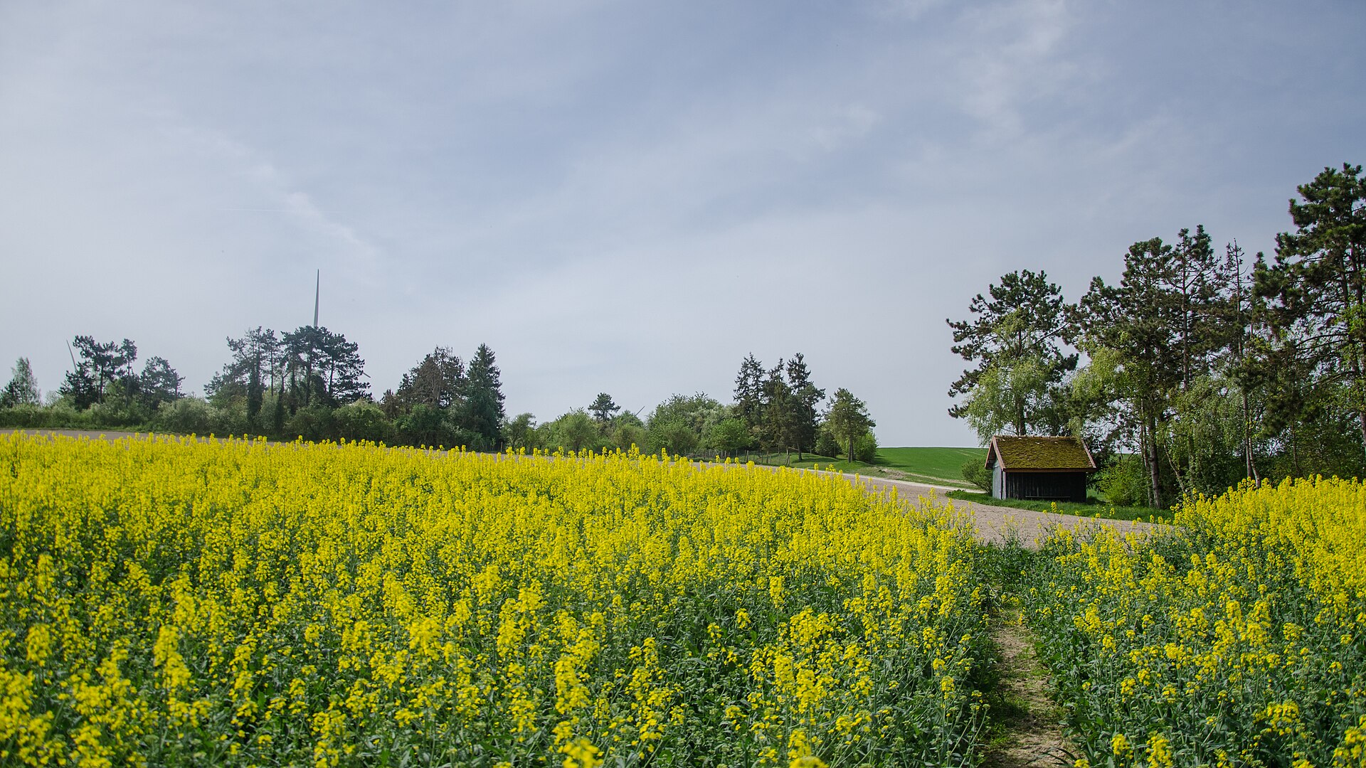 Les anciennes vignes de Saint-Vincent à Vaupoisson, Flickr, Zéphyrios